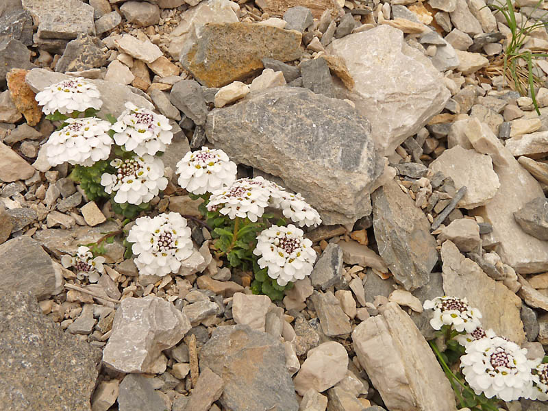 Iberis aurosica subsp. nana/ Iberide spatolata